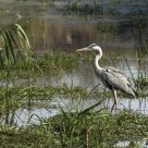 Grey Heron